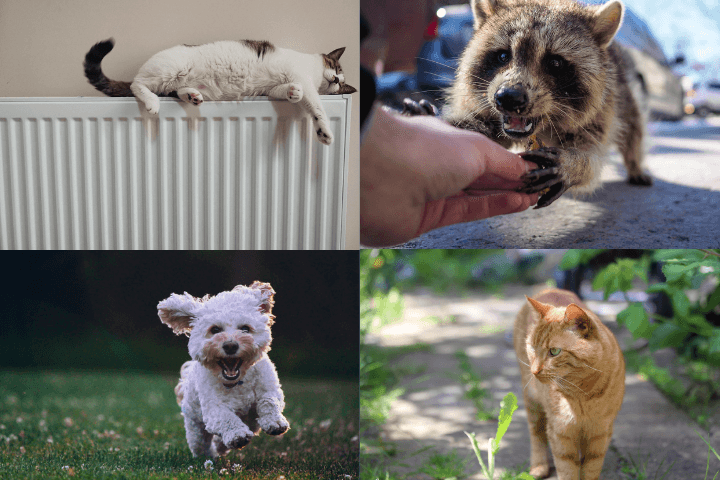 A playful kitten sleeping on a radiator with a raccoon nearby.