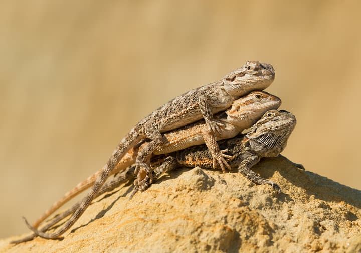 Three lizards stacked on a rocky surface against a blurred background.