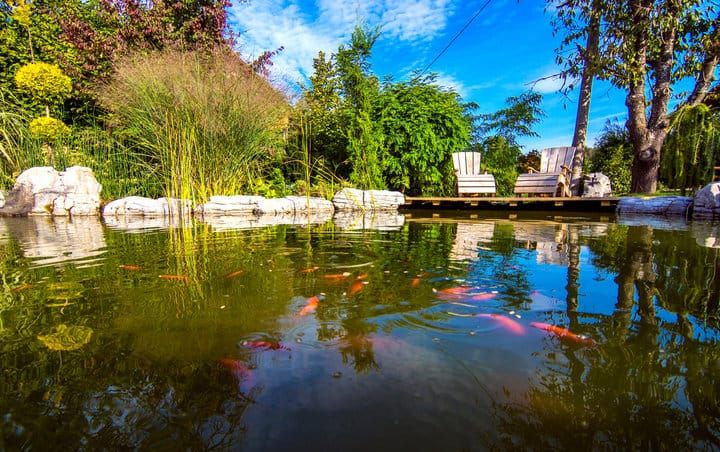 A serene pond reflecting greenery and colorful koi fish, with wooden seating nearby.