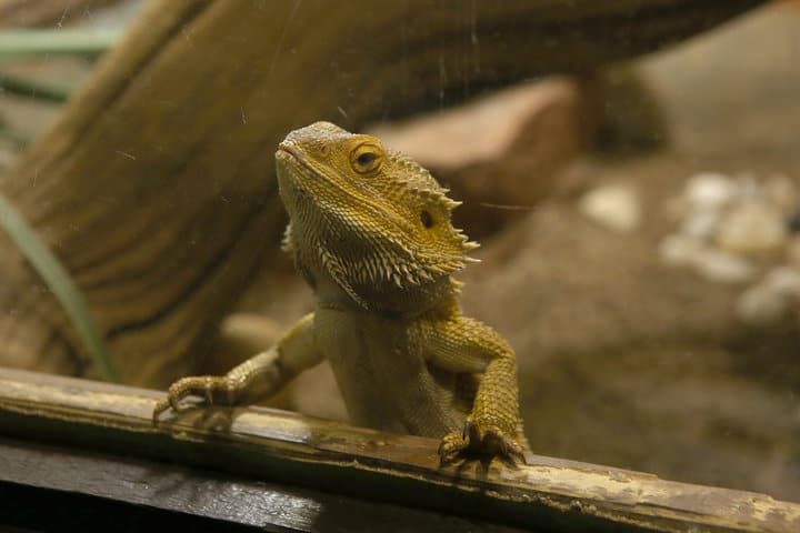 A lizard with a spiky body peers through glass, surrounded by natural elements.