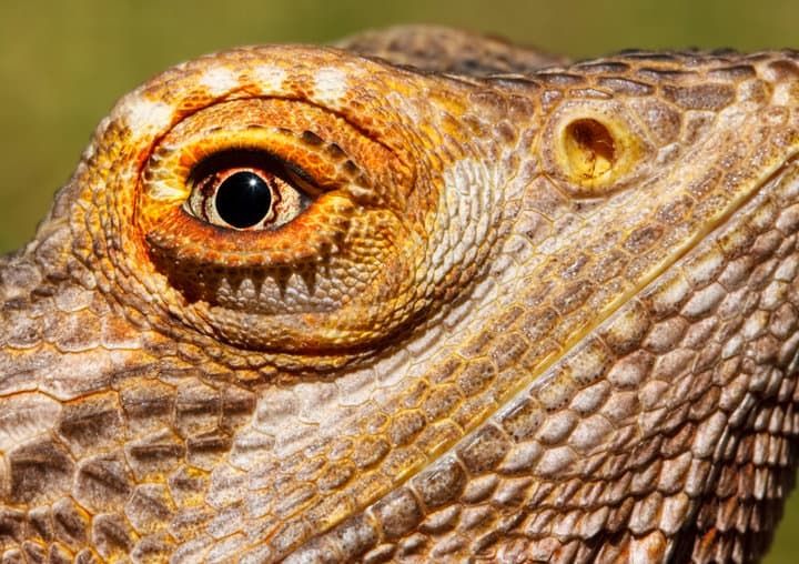 Close-up of a lizard's textured skin and vibrant eye detail.