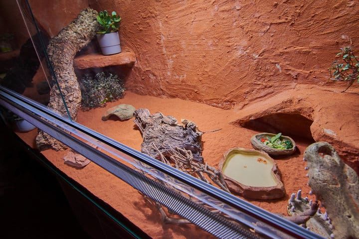 A well-designed terrarium featuring plants, a sandy surface, and decorative elements.