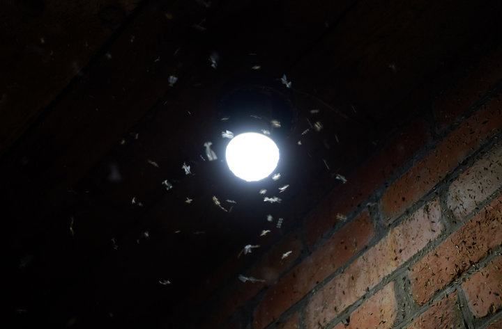 Bright LED light illuminating a dark space with flying insects around.