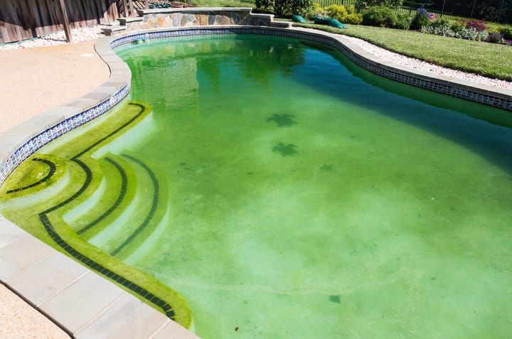 A green pool with visible dirt and algae near the tiled edge.