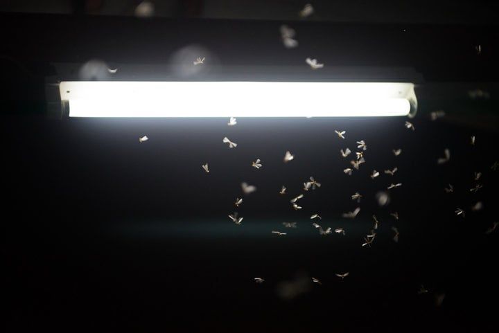 A bright LED light with numerous small insects flying around it in the dark.