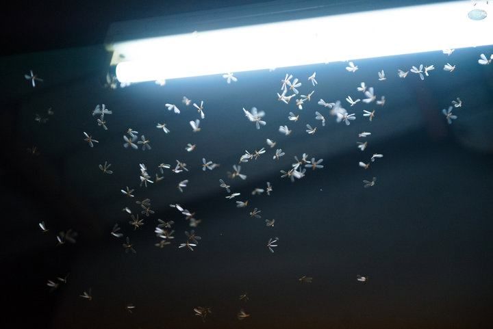A swarm of small insects flying around a bright LED light fixture.