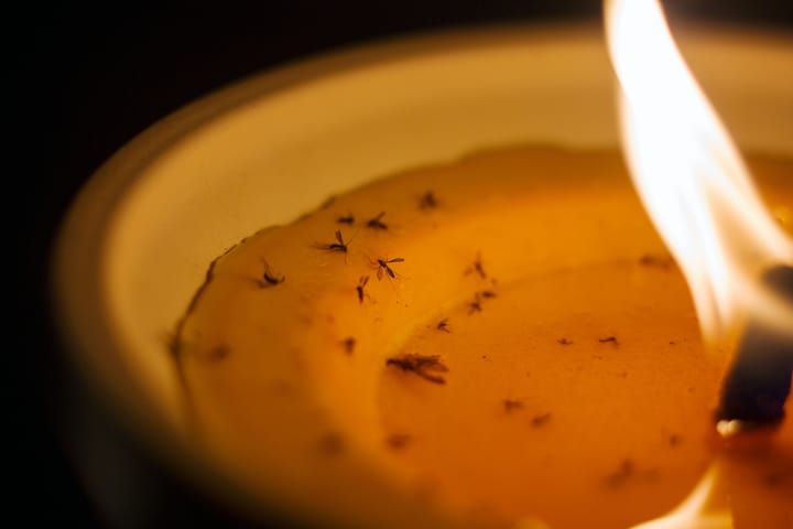 A lit candle surrounded by dead insects in melted wax.