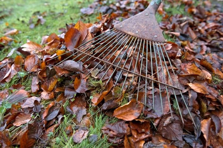 A metal rake resting on a pile of autumn leaves in a grassy area.