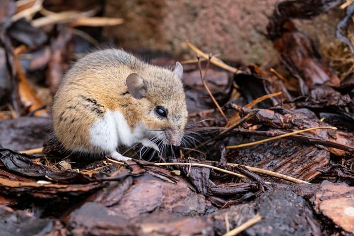 A small brown mouse foraging on dark brown bark mulch.
