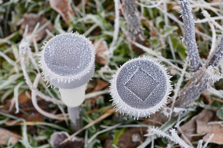 Frost-covered LED garden lights sitting in grass and leaves.