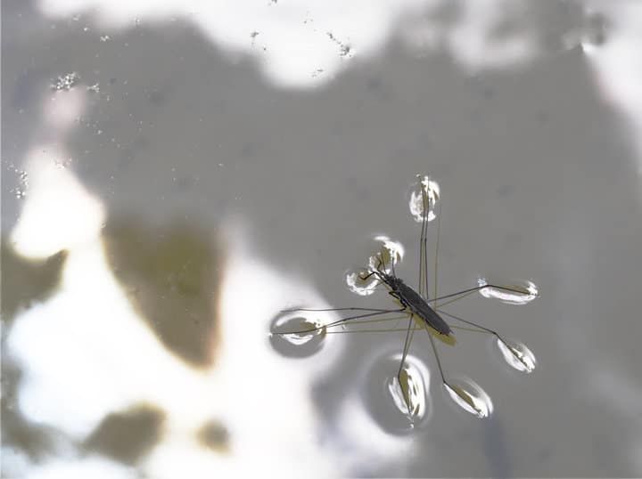 A water strider insect walking on the surface of still water.