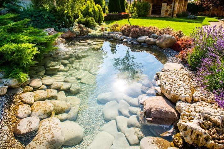 Clear pond surrounded by rocks and vibrant green plants under sunlight.