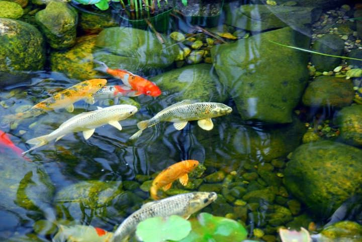 Colorful koi fish swimming among smooth stones in clear water.