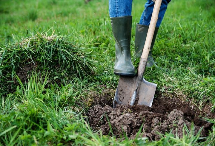 Person in green rubber boots using a shovel to dig in the soil.