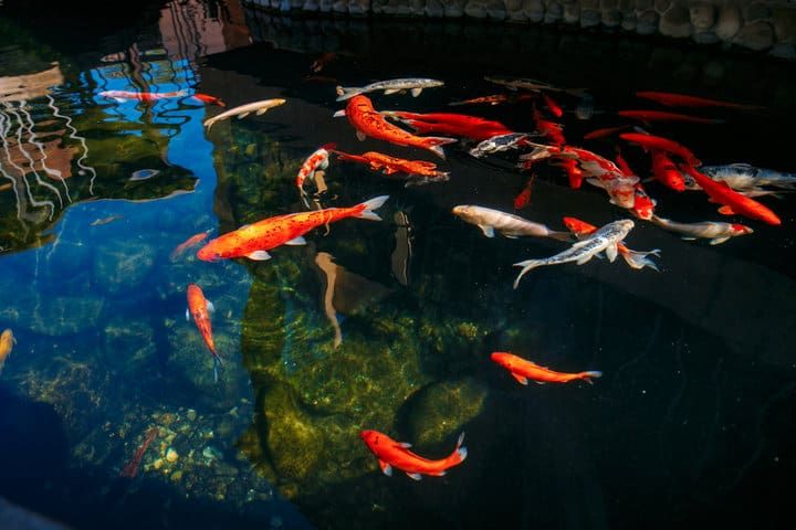Colorful koi fish swimming in clear water with pebbles below.