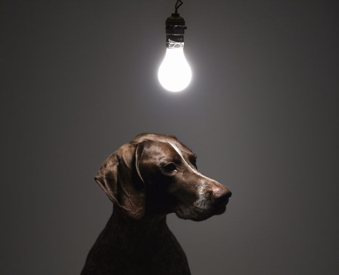 A brown dog sits below a hanging light bulb in a dark room.