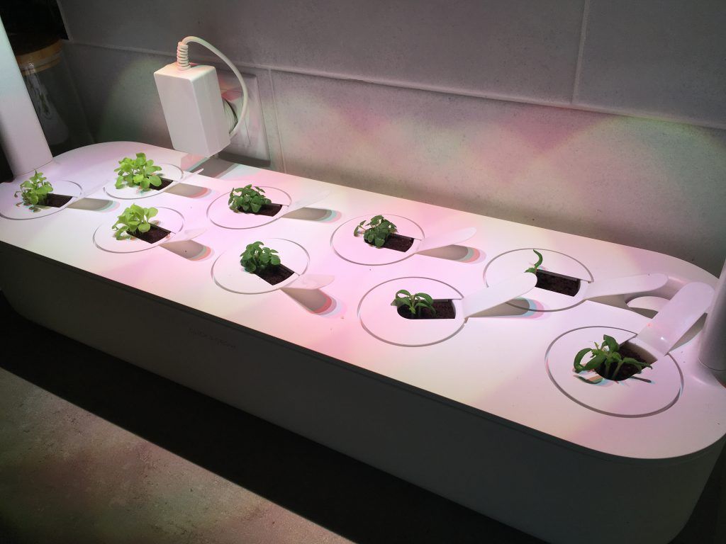 Small plants growing in white containers under LED lights on a countertop.