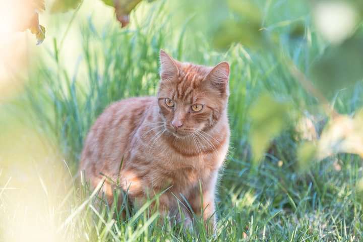 A curious orange tabby cat sits among green grass, observing its surroundings.