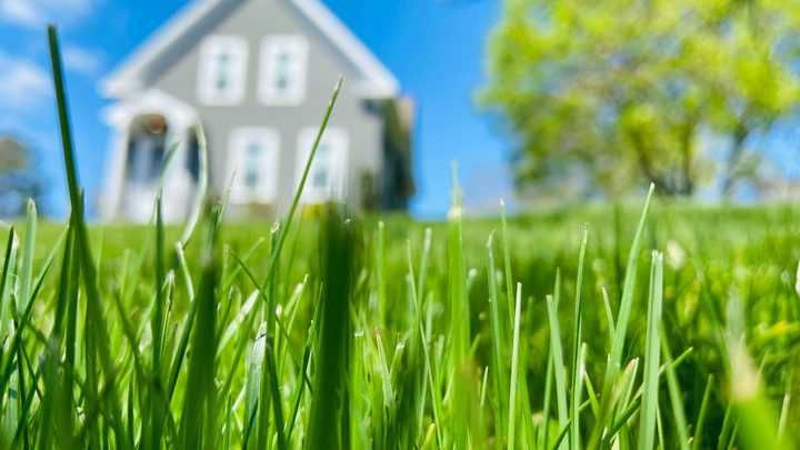 View from the ground up at tall green grass with a house in the background.