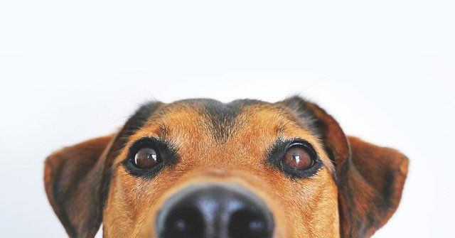 Close-up of a dog's face with expressive eyes and nose against a light background.