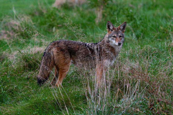A coyote standing alert among tall green grass in a natural setting.