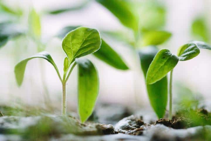 Close-up of green seedlings growing in soil, thriving under bright light.