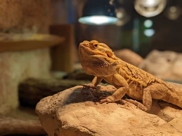 A bearded dragon resting on a rock under a bright lamp.