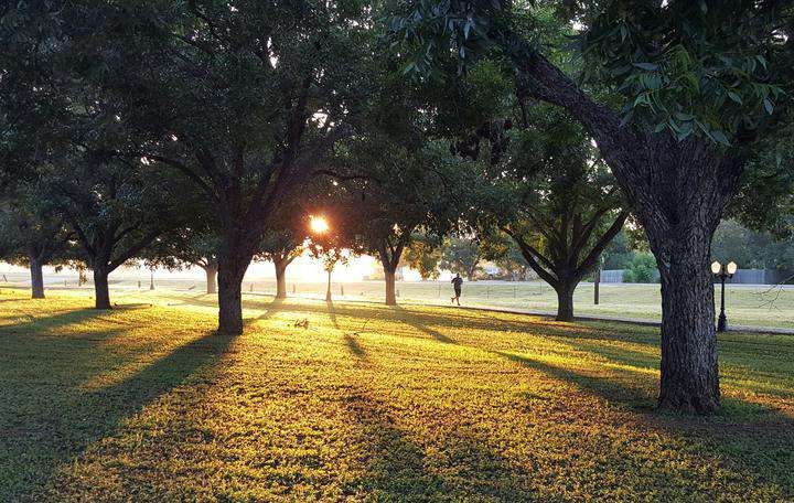 Sunlight filters through trees, casting shadows on a grassy park path.