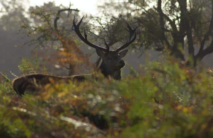 A majestic deer with antlers stands among tall green ferns in sunlight.