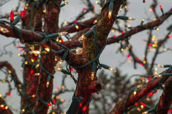 A tree branch wrapped in colorful LED string lights glowing beautifully.