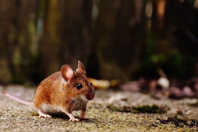 A small brown mouse exploring a textured outdoor surface.