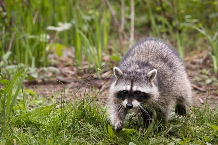 A raccoon walking through tall green grass in a natural setting.