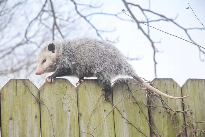 An opossum climbing along a wooden fence in a natural setting.