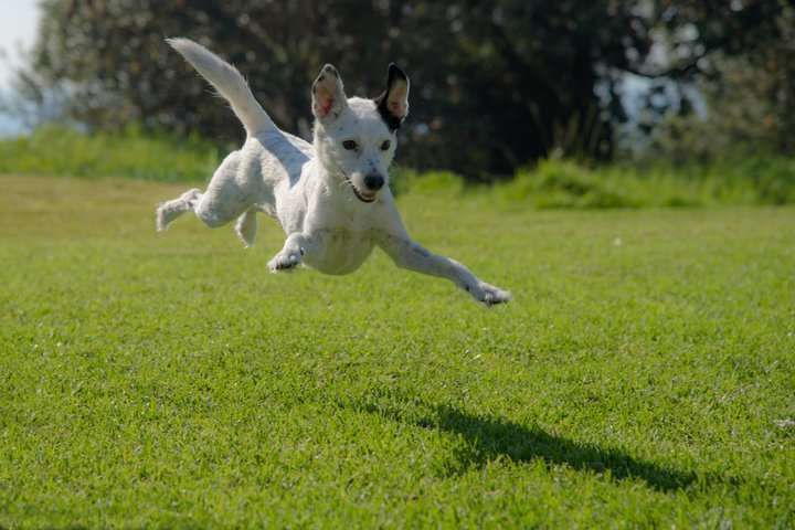 A playful dog leaps through vibrant green grass on a sunny day.