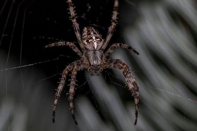 Close-up of a spider with detailed legs and body, set against a blurred background.