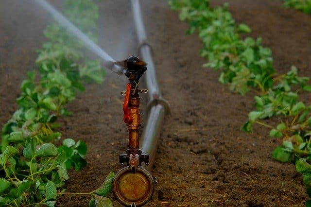 A close-up of a sprinkler watering green plants in a field.