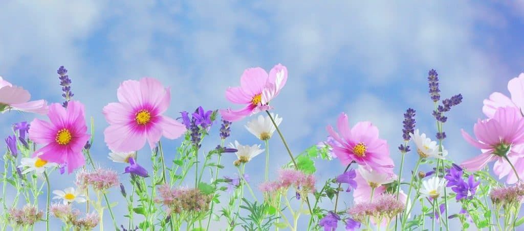 Colorful wildflowers bloom against a soft blue sky background.